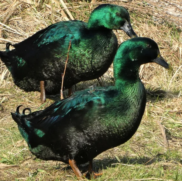 Casal de marrecos da raça Cayuga com plumagem preta e reflexo verde